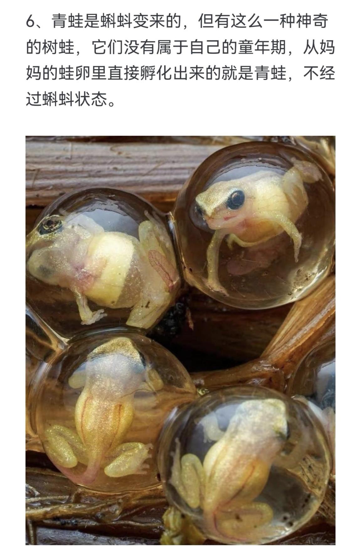 青蛙是蝌蚪变来的 但有这么一种神奇的树蛙