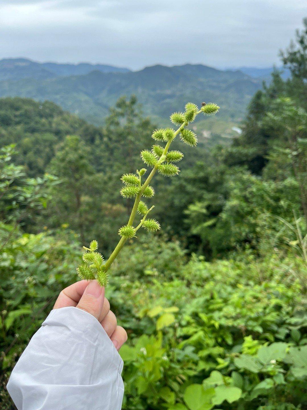 过去没有见过花，原来水葫芦真的挺漂亮的 ​​​