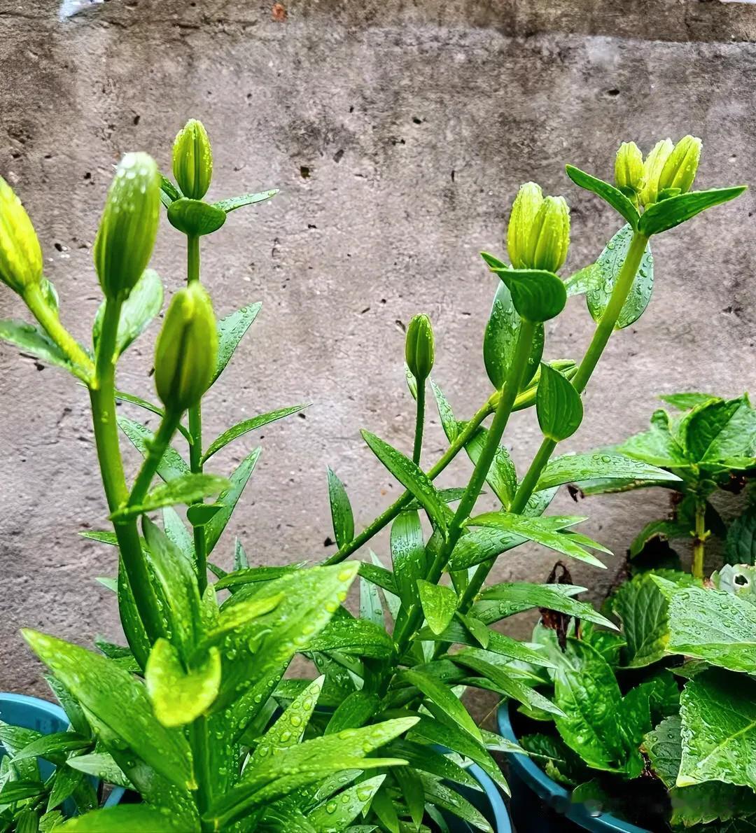 绿花含露润，清香透窗来。