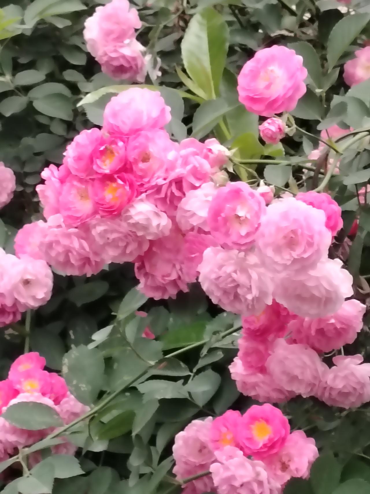 春天的花朵不仅带来了视觉上的享受，也象征着希望和新的开始，给人们带来无尽的美好和