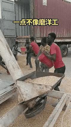 今天终于知道为什么叫磨洋工了，这一帮非洲的小兄弟们正在做饲料加工，看起来每个人都