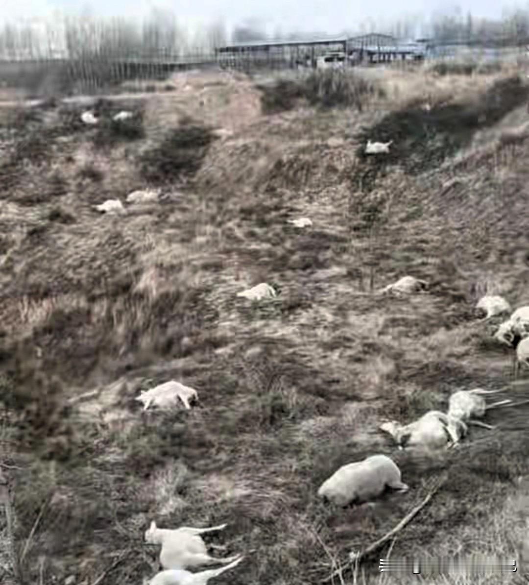 山西晋中这事儿太气人！好友投毒害死120只羊，110只都是怀孕母羊！
 
谁能想