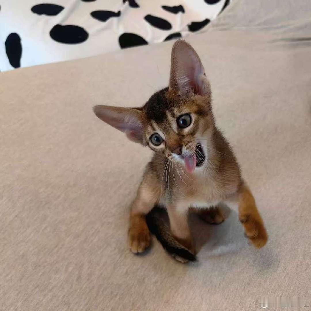 张康乐国际猫咪日晒猫张康乐晒猫咪张康乐国际猫咪日晒猫啦！ ​​​