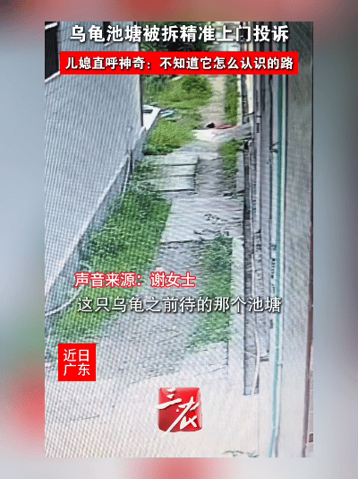 活久见！汕头池塘被填后，老乌龟竟沿着墙根找上门，爪子扒门要“投奔”！

汕头谢大