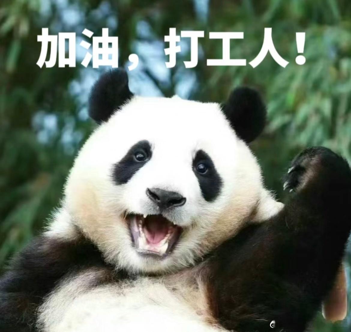 #成都地铁里有只熊猫演我上班#我们对于熊猫，也是完全没有抵抗力的，如果熊猫成为我