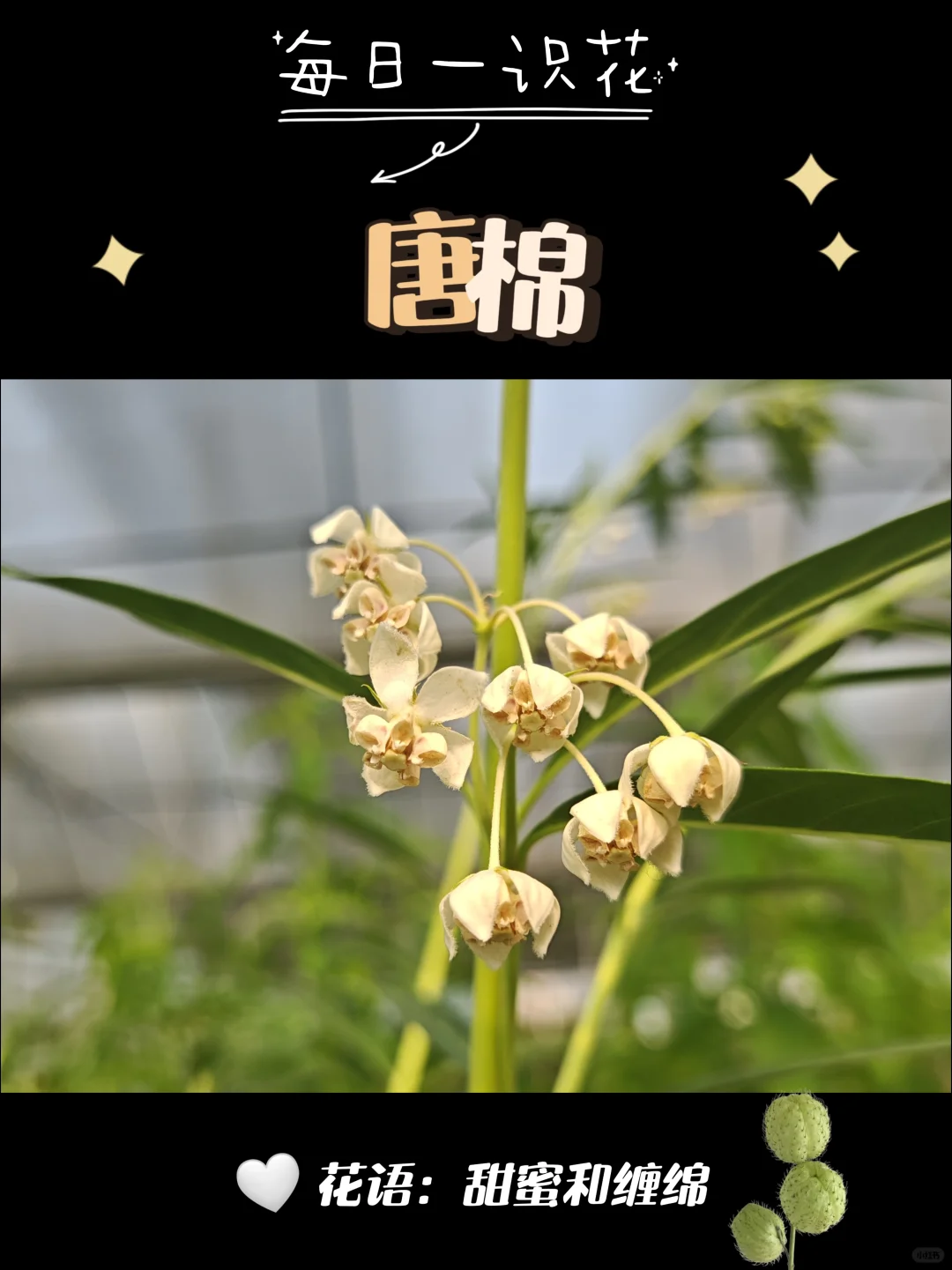 每天认识一种花之【唐棉】day97
