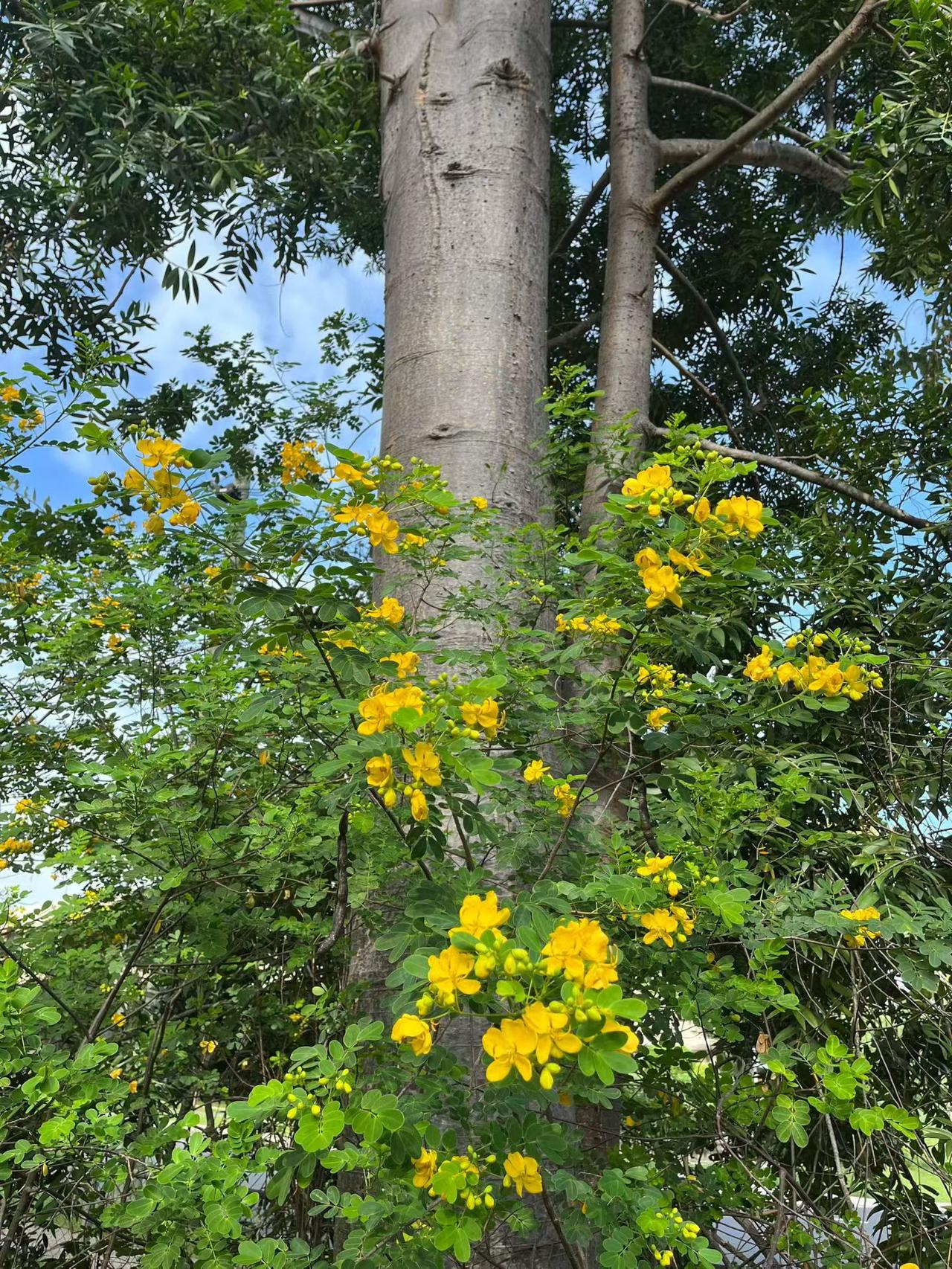 清晨早起散步中，阳光洒满的黄色花海，与蓝天白云相映成趣，心情舒畅美不胜收！🌞?