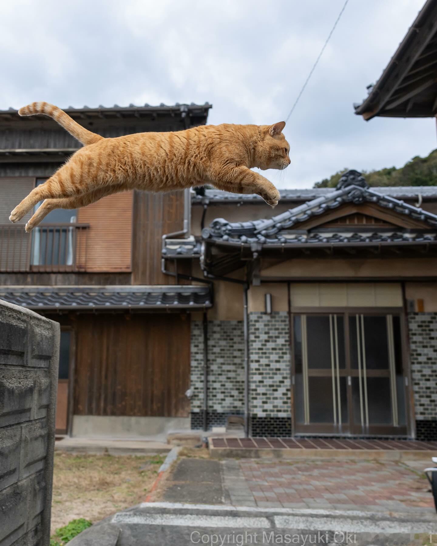 一位喜欢给猫猫抓拍写真的摄影师沖昌之走红全网！在他的镜头下，猫猫如此活泼可爱~~