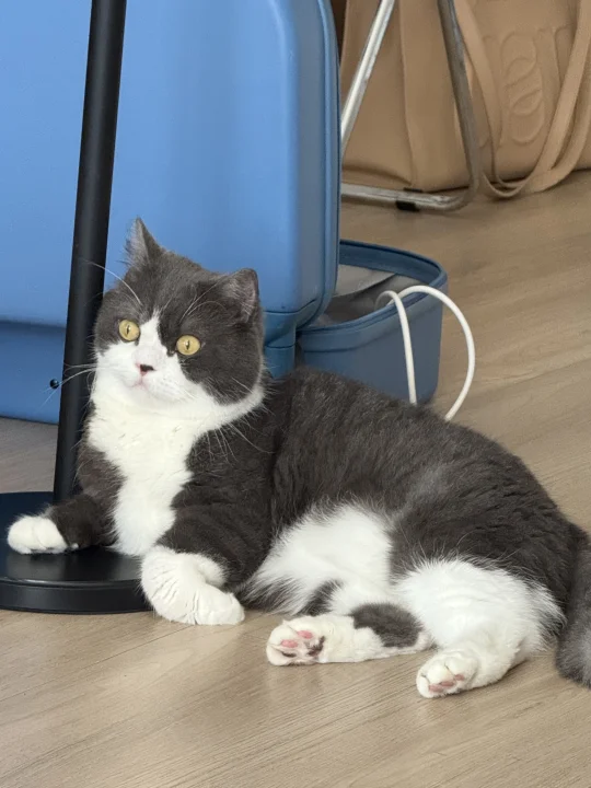 它好像每次都知道我在拍它！这小猫成精了！