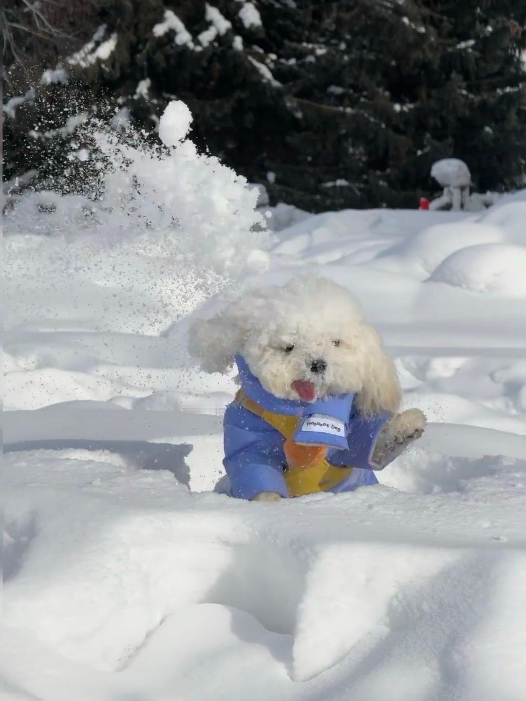 小狗狗生第一次打雪仗！ ​​​