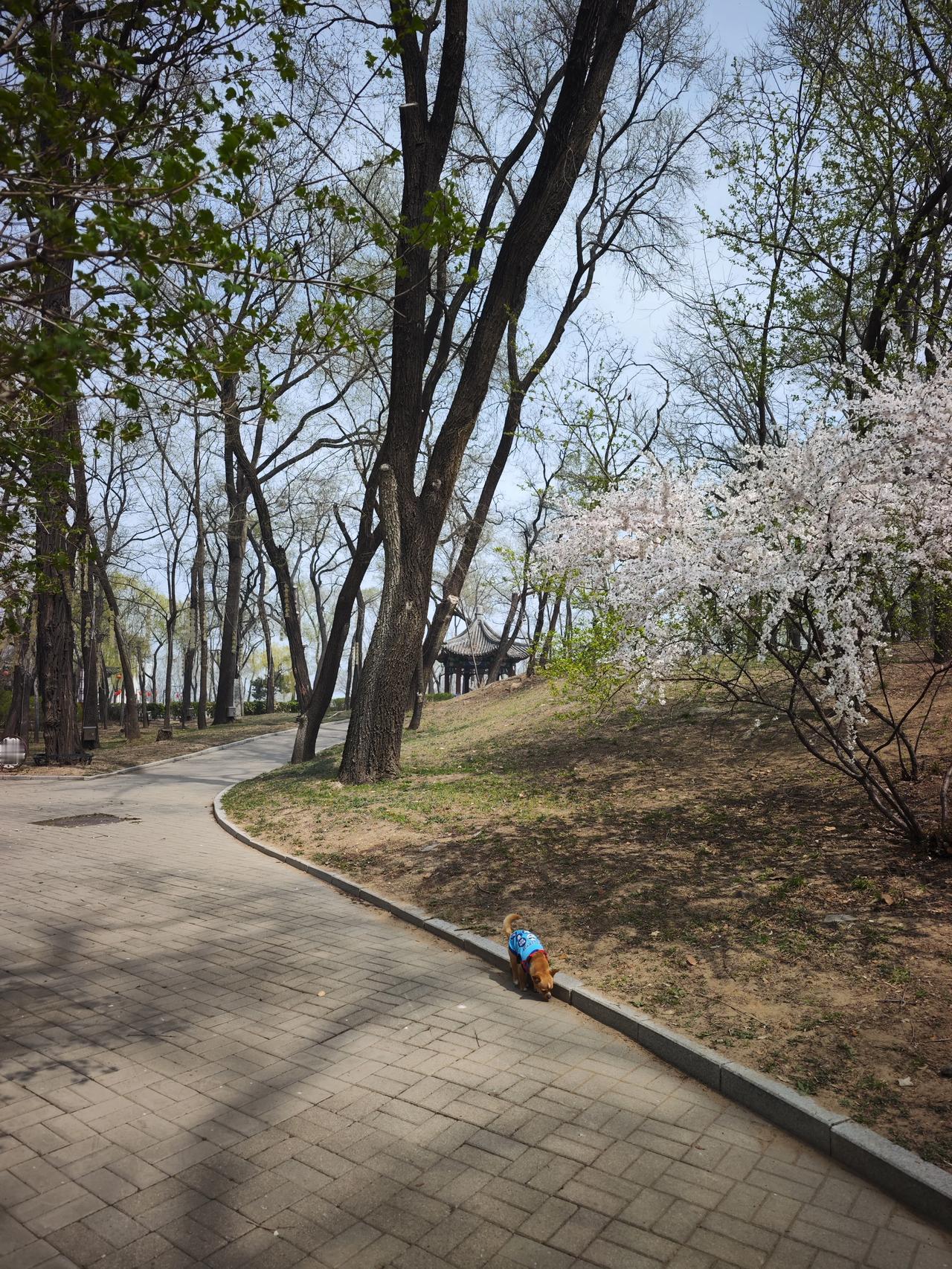 沈阳妈妈向“内卷”宣战！
最近，沈阳出现了一群反“内卷”母亲，他们在周六、周日时