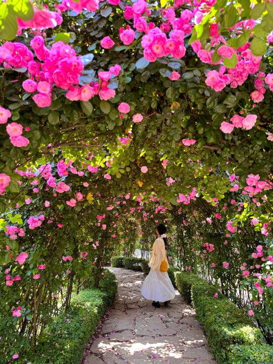 🫡尊敬的成都纳税人，您在植物园养的花…开了