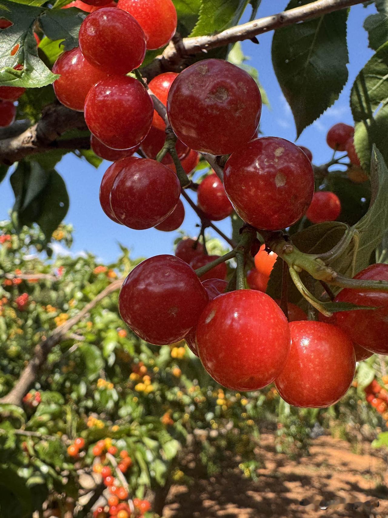 早上9点从家里出发，开车600多公里，下午4点到达香格里拉市独克宗古城。第三次来