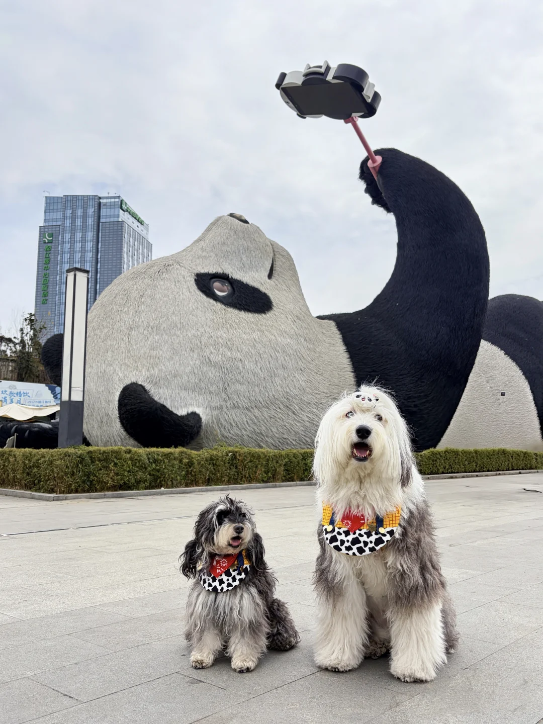 小斗我呀和大熊猫合影啦