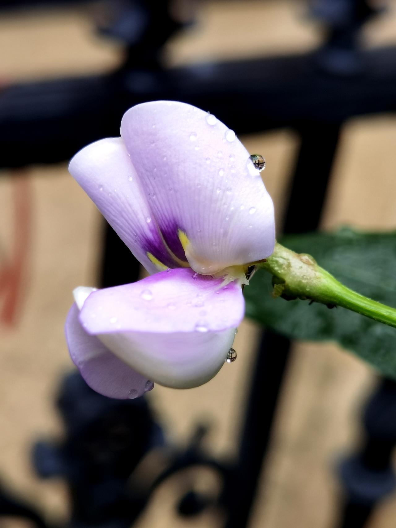 豇豆花太漂亮了。
其实扁豆、豌豆、菜豆的花都很好看。豇豆花 扁豆花 豌豆花