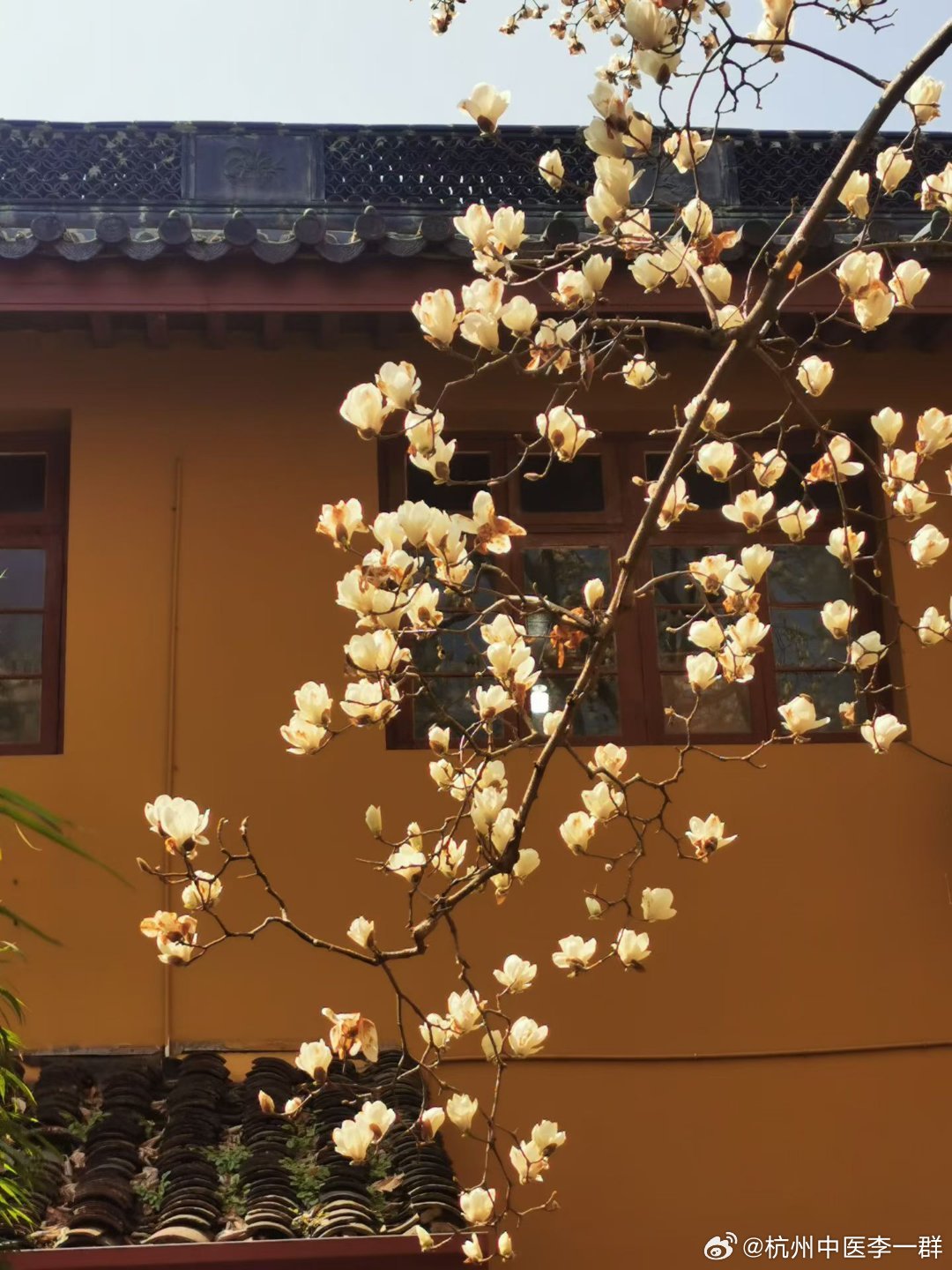 法喜寺玉兰花 杭州