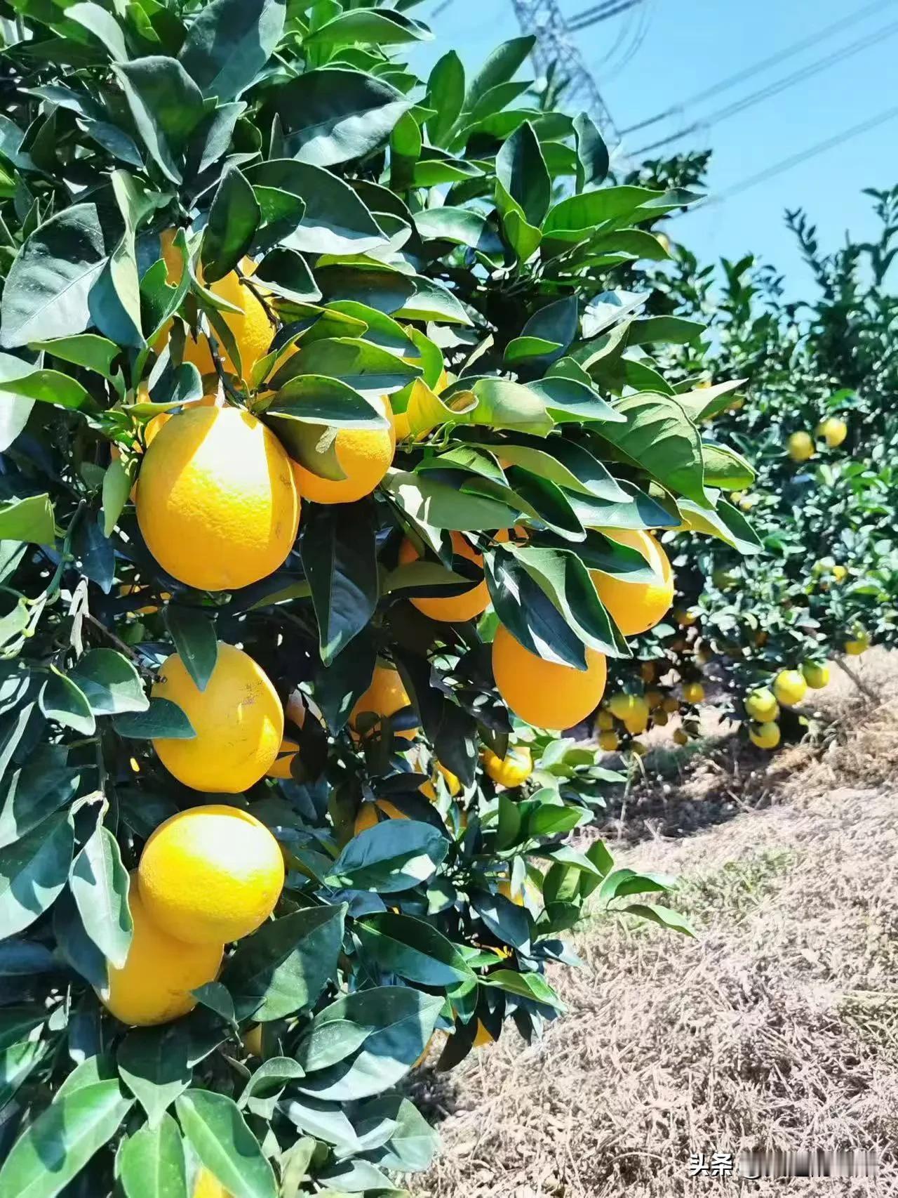 今天路过一片橙园，那果子挂得也太密实了！黄澄澄的大橙子挤在绿叶里，太阳一照油亮亮