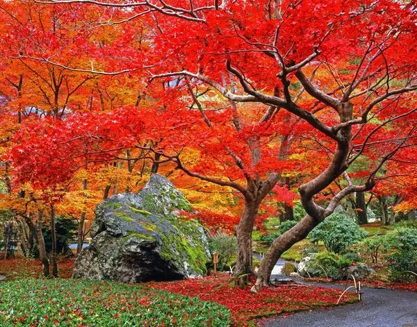 美图欣赏——深秋的枫叶 - 秋日的绚丽篇章