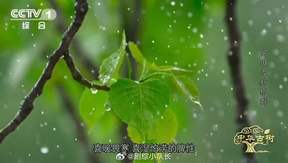 中国少数能现摘现吃的宝藏甜柿柿子界的省心天花板 涩柿子：请给我一点时间。罗田甜柿