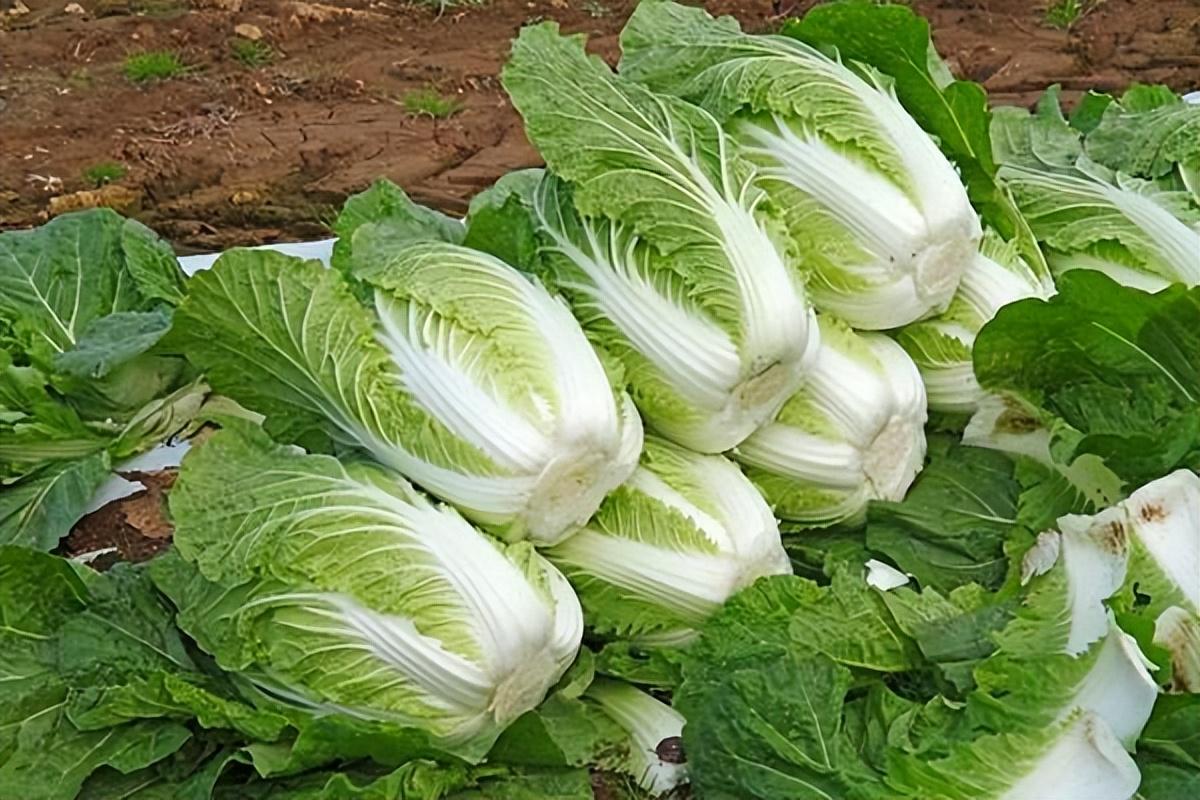冬天，吃羊肉牛肉不如吃它，一吃健脾，二吃养胃，三吃强免疫
冬天多吃牛肉羊肉不如多