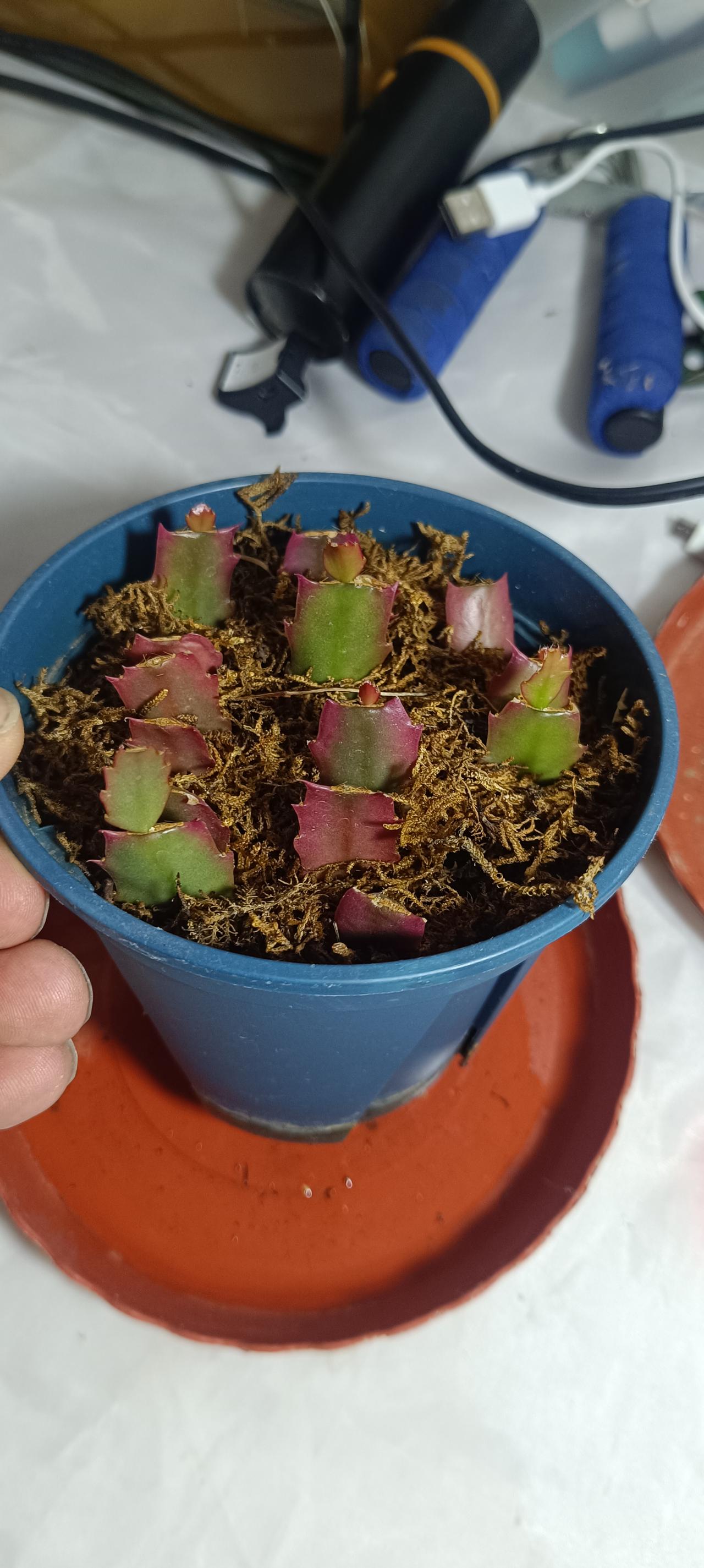 这是红重瓣蟹爪兰要扔掉的叶片，我扦插活了