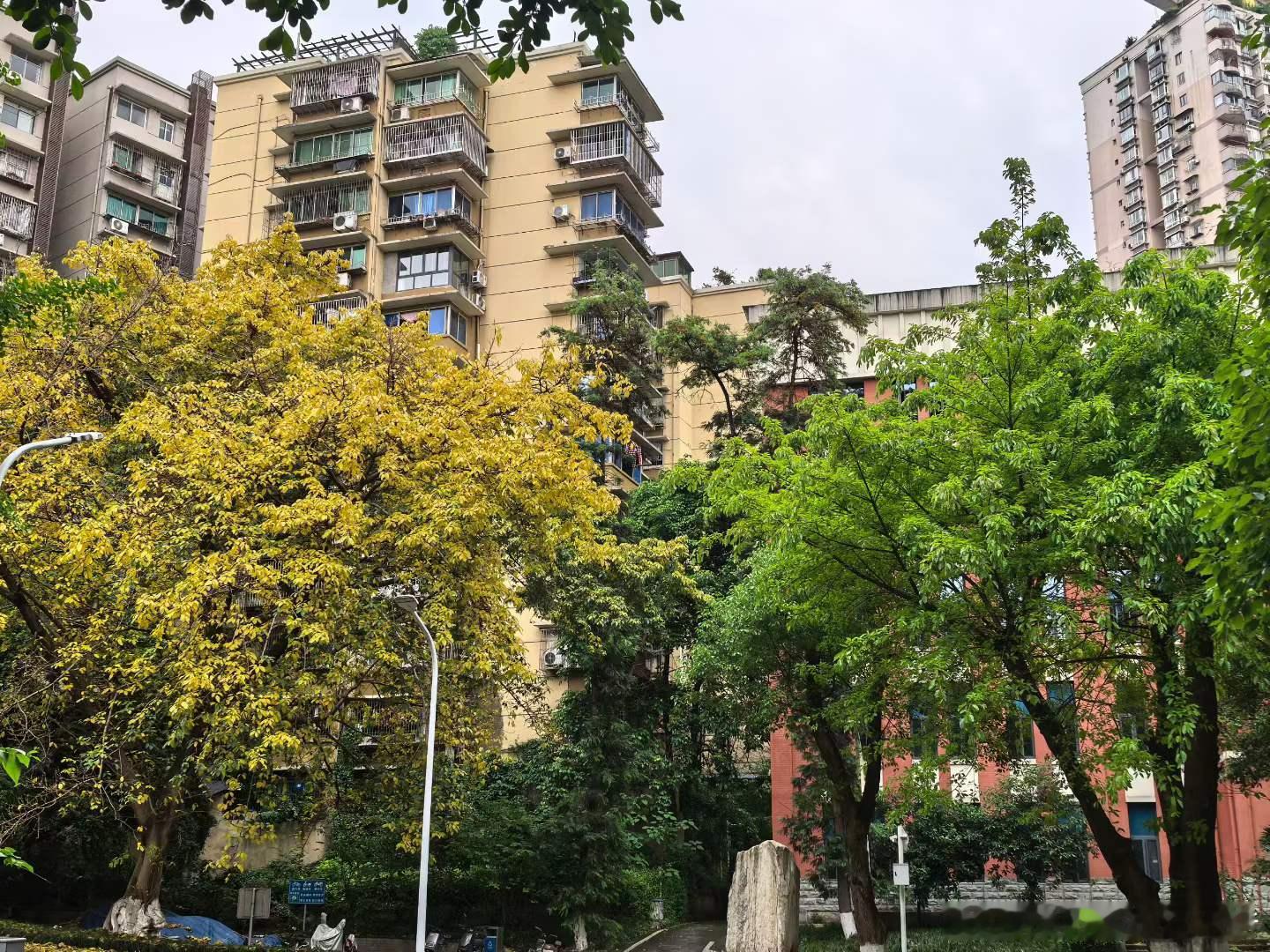 抽奖详情 最近重庆街头有一个很有意思的现象：黄葛树正在换叶，可以在春天同时看到满