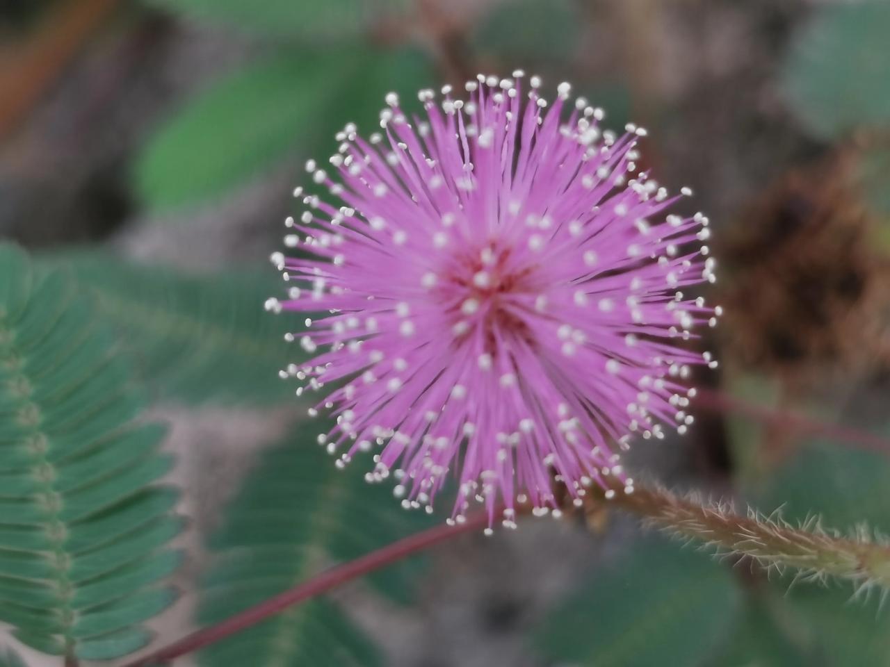 含羞草：花开如锦，心随其动。#随手拍漂亮野花# #秋日采花随手拍# #随拍野草#