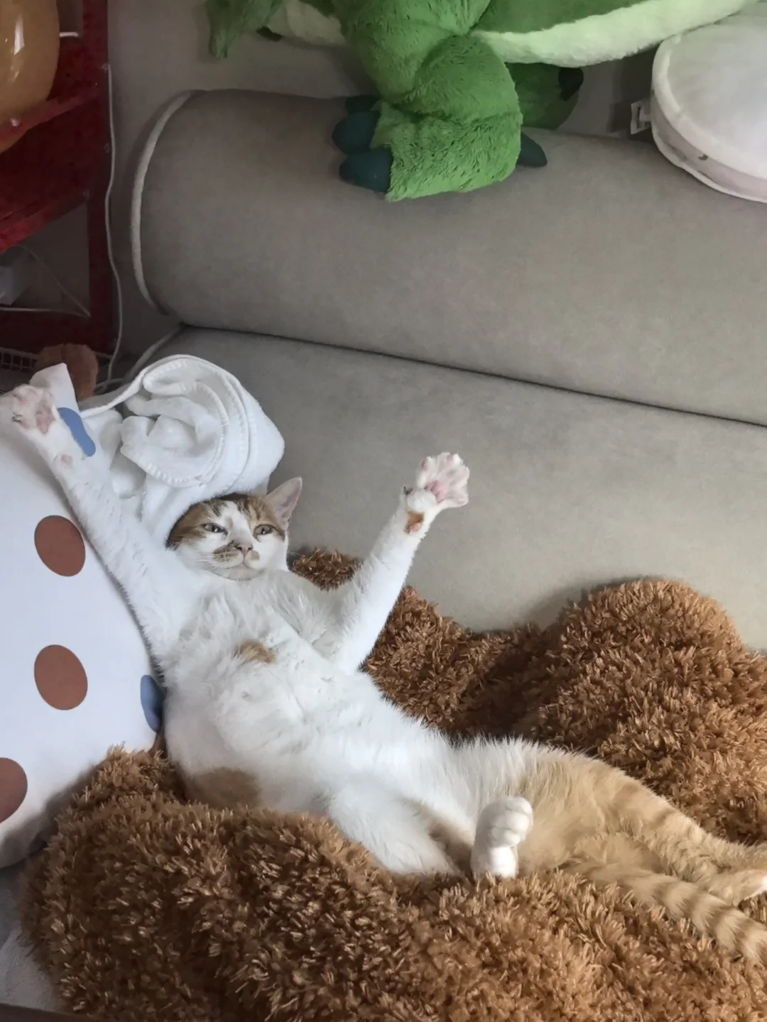 人 当你睡不着不想上班就看看咪