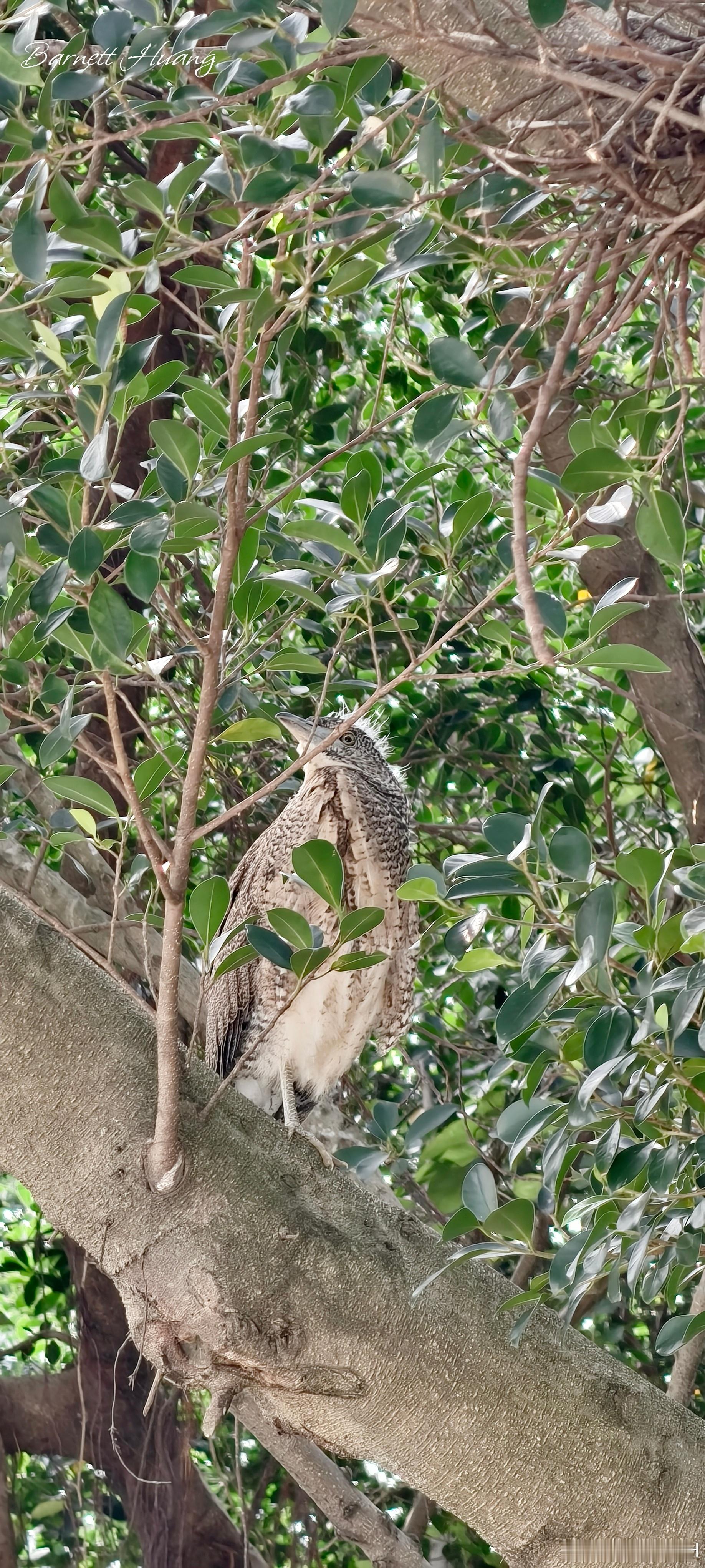 20260606，早安Gorsachius melanolophus 黑冠麻鷺 