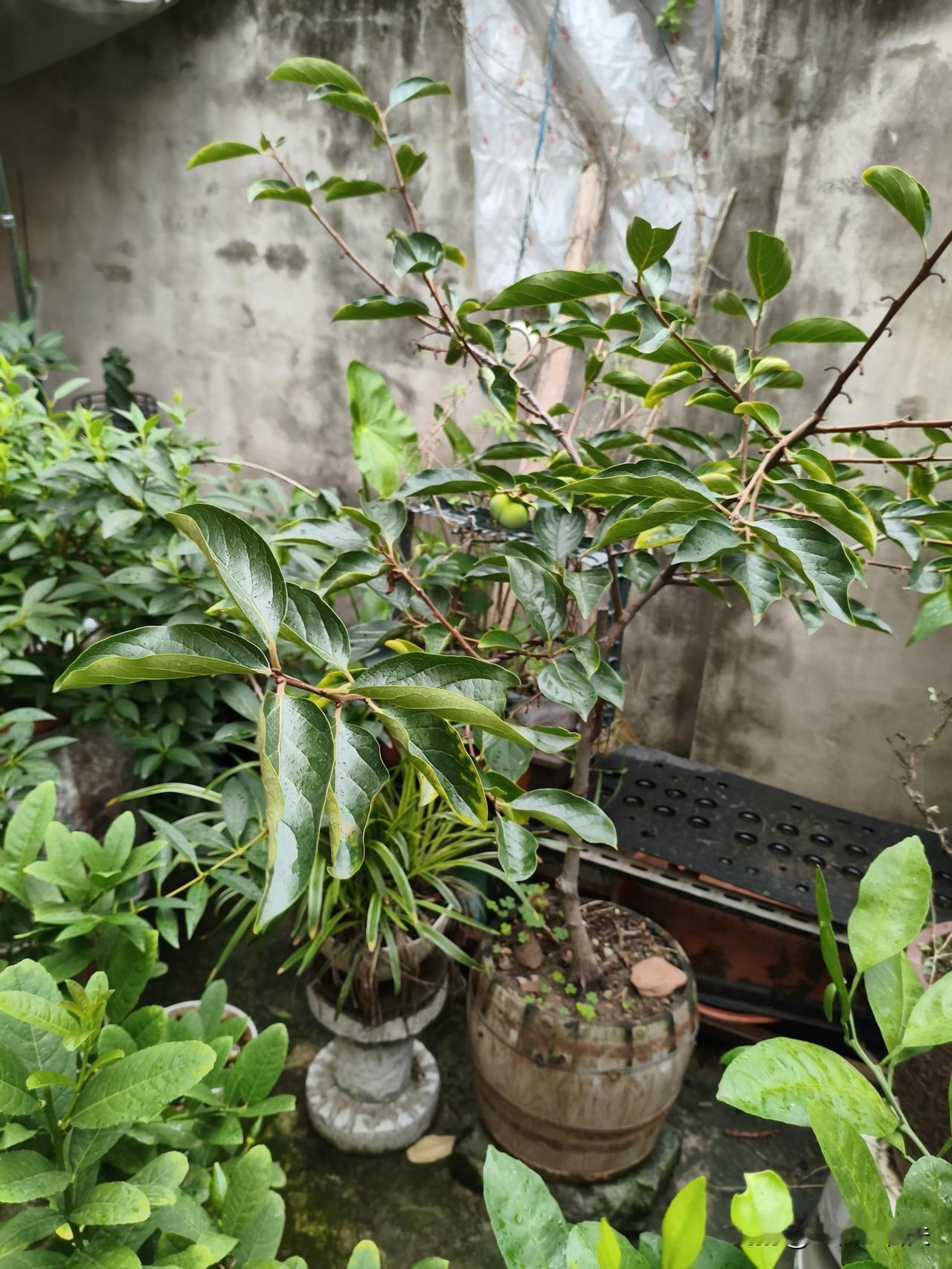 《一分尽心，一份感受。》
    [微风][微风][微风][祝福][微风][微风