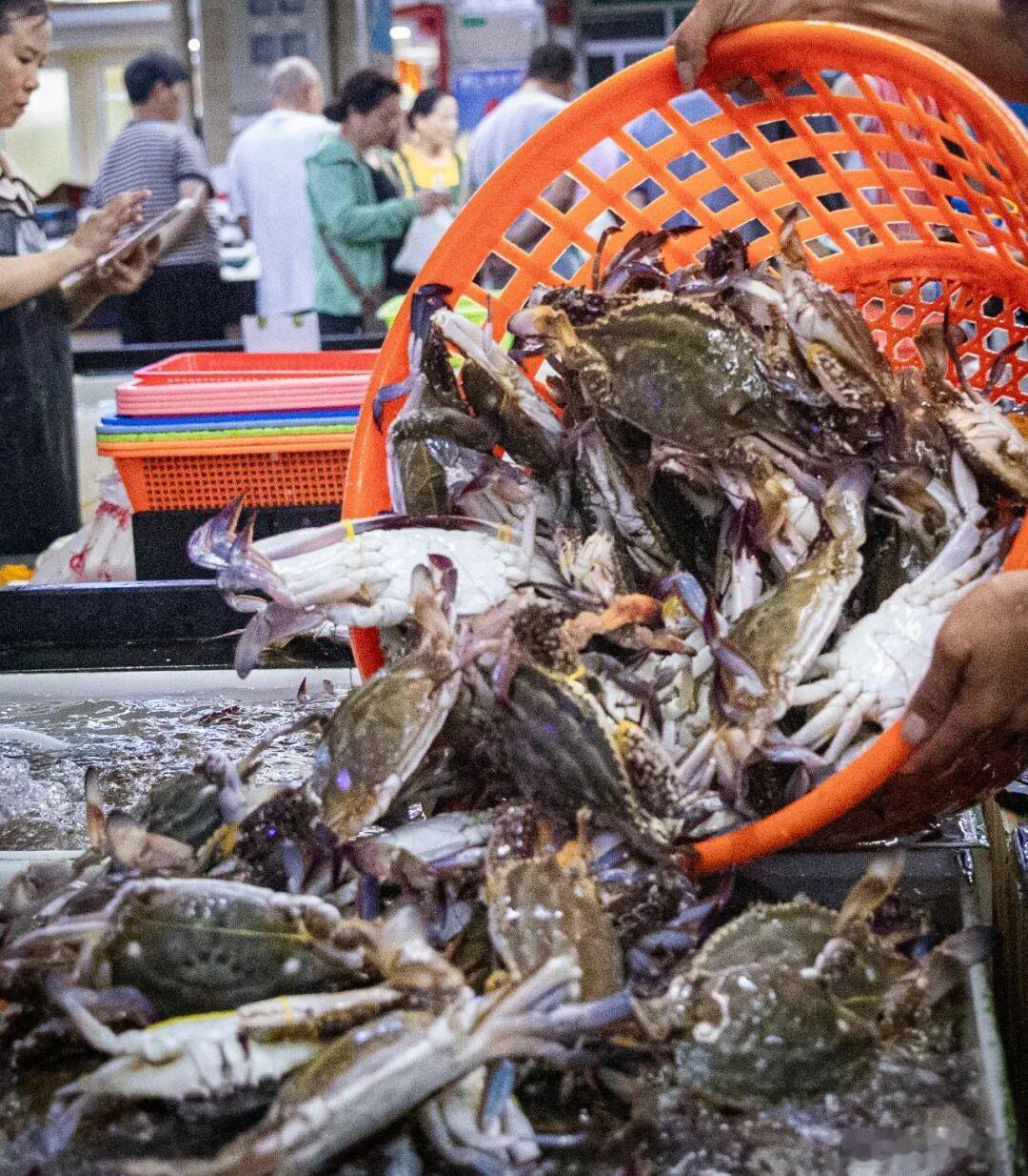阳光信用浙江人心心念念的第一风梭子蟹来了 来了来了，第一风梭子蟹踏浪而来啦，吃货