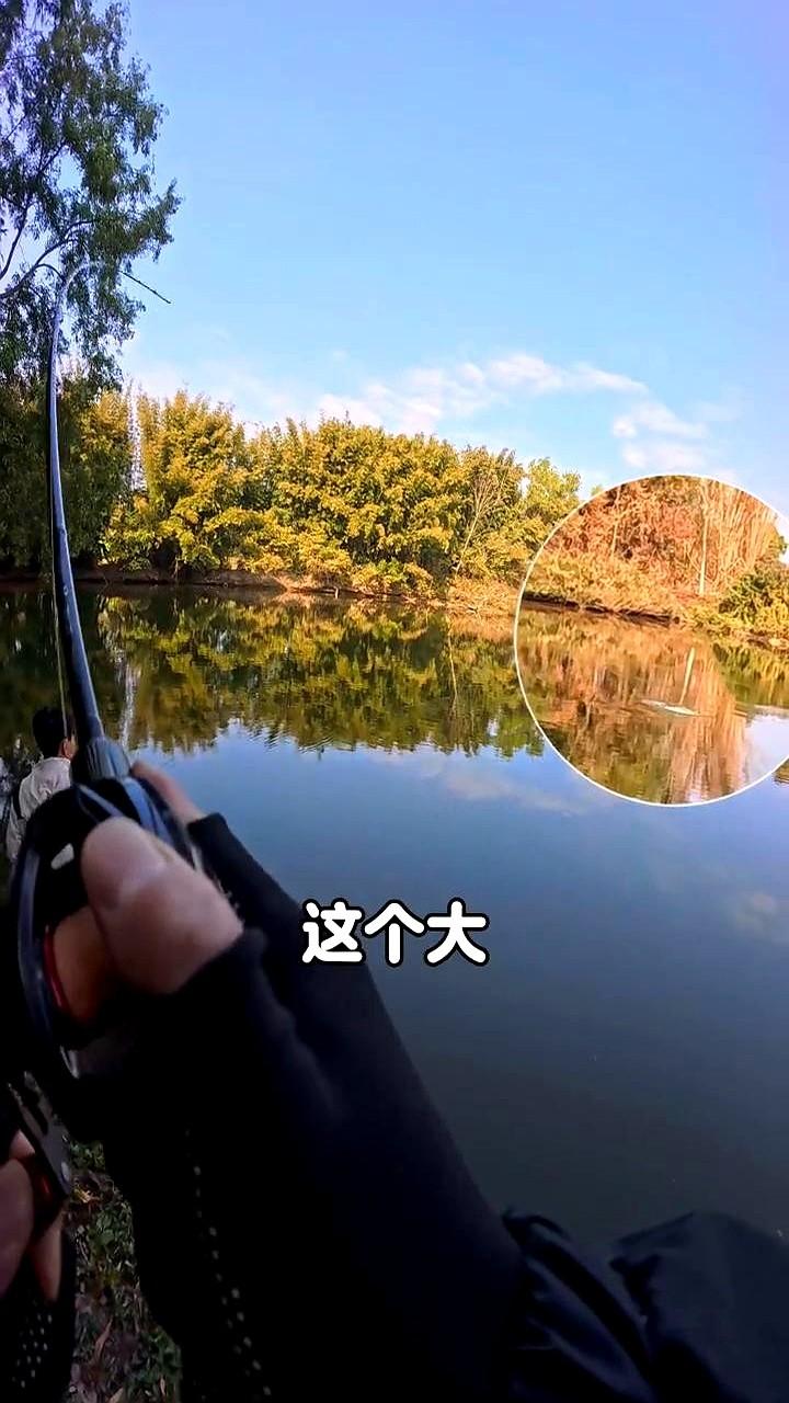 一年时间，从1斤长到快5斤？！

线杯疯狂出线，卸力赶紧调松！差点就深喉脱钩了，