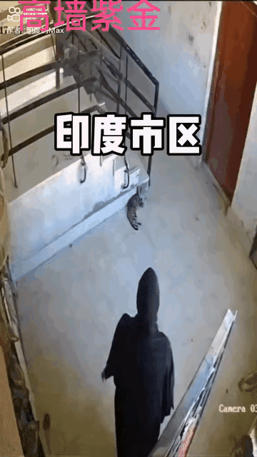 小猫咪好像有种预感，就这样静静的看着女子上楼梯、摔倒、坐在那里。
黑衣女子上楼梯