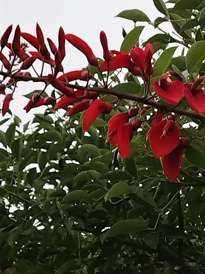 冬日生活打卡季生活即使到了冬天，也会看见鲜艳的花朵盛开，美丽会在冬季不期而遇，花