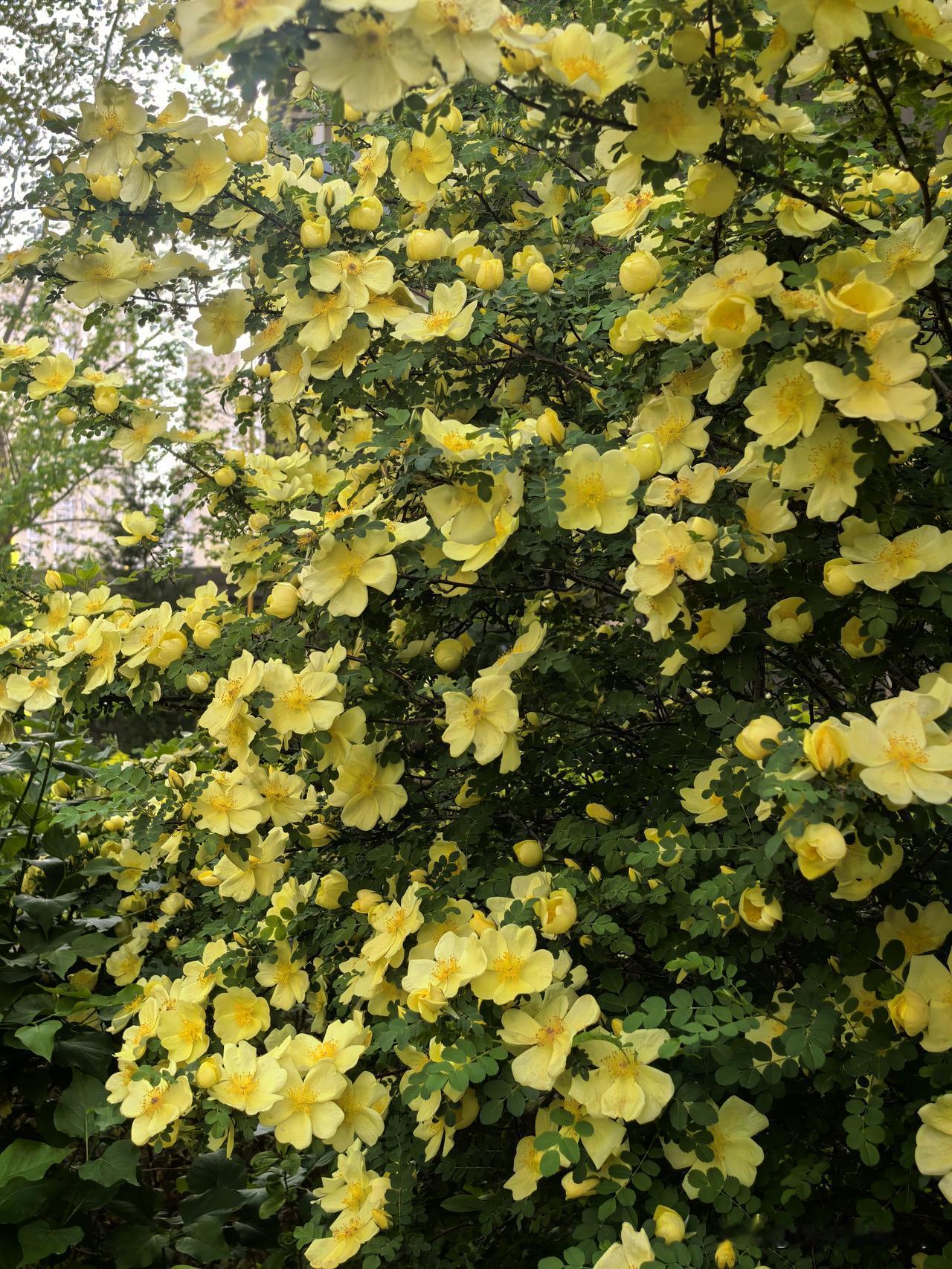 满城春光，都落在这丛金黄里。