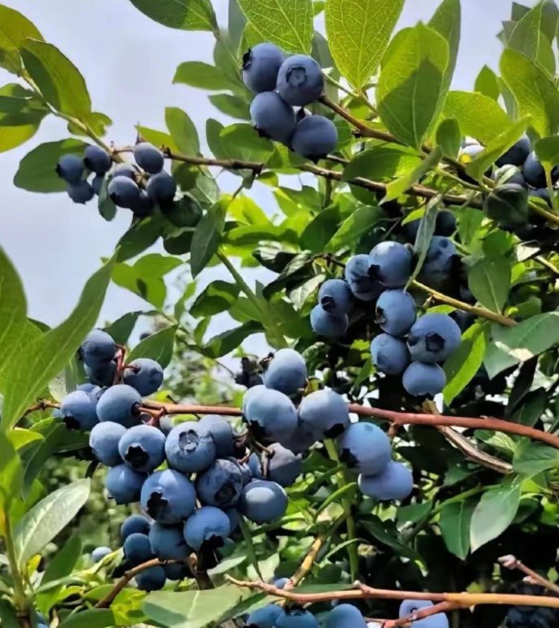 🍓 国产蓝莓，你小子偷偷逆袭了！

以前蓝莓那可是“水果刺客”，一小盒几十块，
