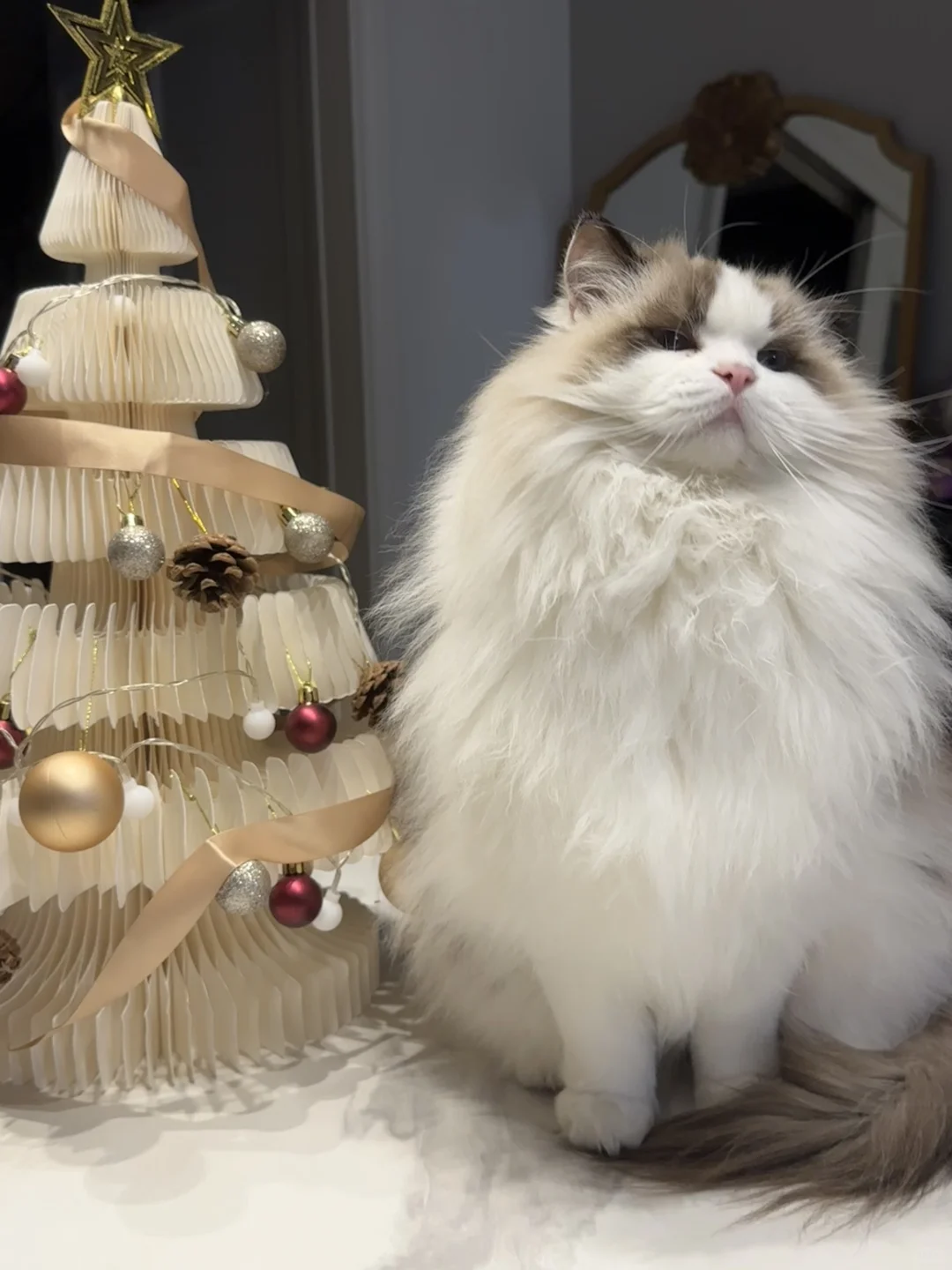 要什么圣诞树🎄