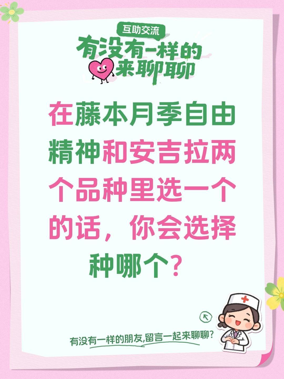 藤本月季自由精神和安吉拉你选哪个？在藤本月季自由精神和安吉拉两个品种里选一个的话