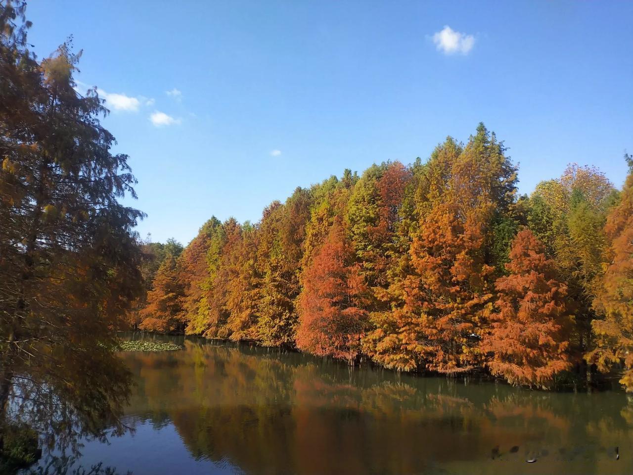 秋日湖畔，色彩斑斓的树林倒映在静谧的水面上，美不胜收！🍂🍁🍂