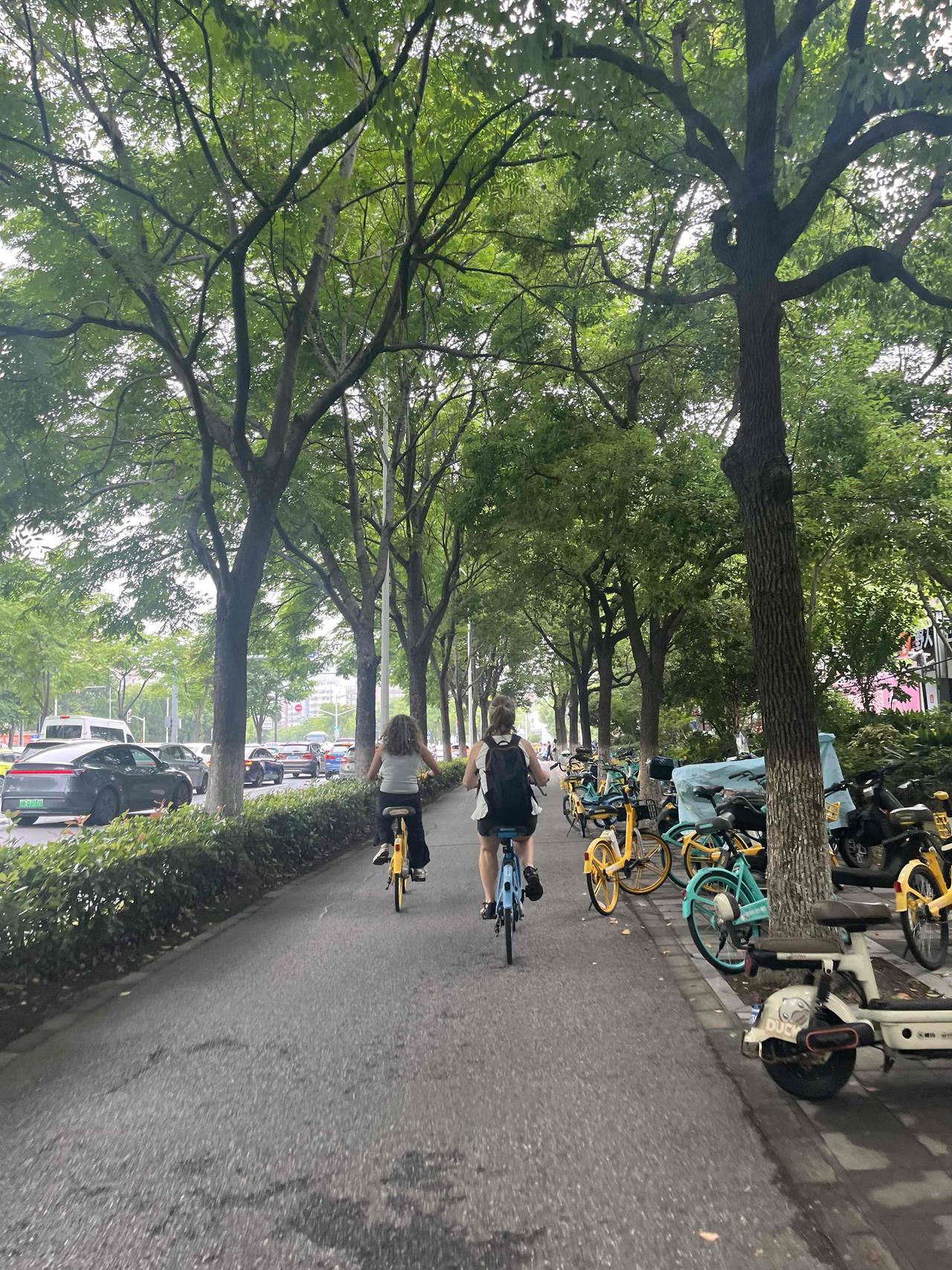 上海的绿化不是挺好的吗？林荫道路挺多的，4月到11月之间绿意盎然，骑行道基本上布