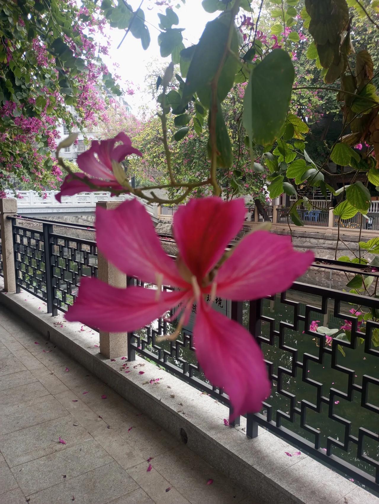 海珠涌瑶溪段赏花，送你一朵紫荆花醉美岭南水乡花城广州岭南画派发源地十香园 ​​​