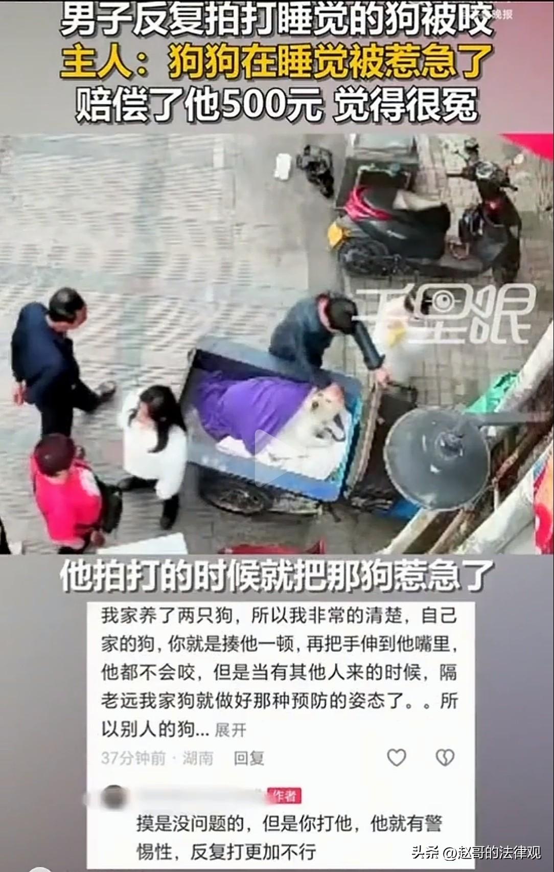 这就是手贱的后果！广东阳江，店老板养了一条拉布拉多犬，它非常温顺，平时就在店门口