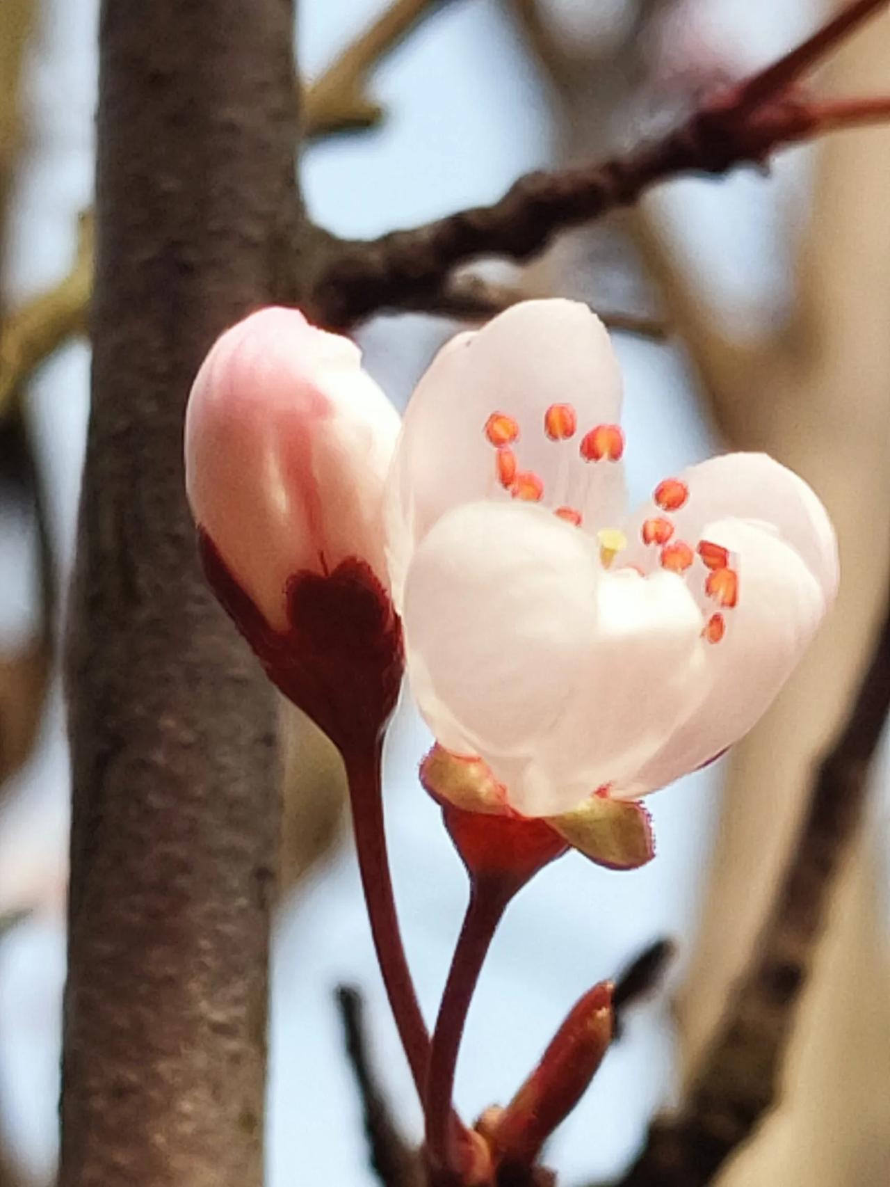 又是一年桃花开