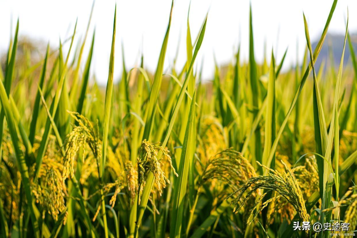 有网民提出了一种观点：包产到户之后，如果不是大量从美国、苏联等国进口二铵类复合肥