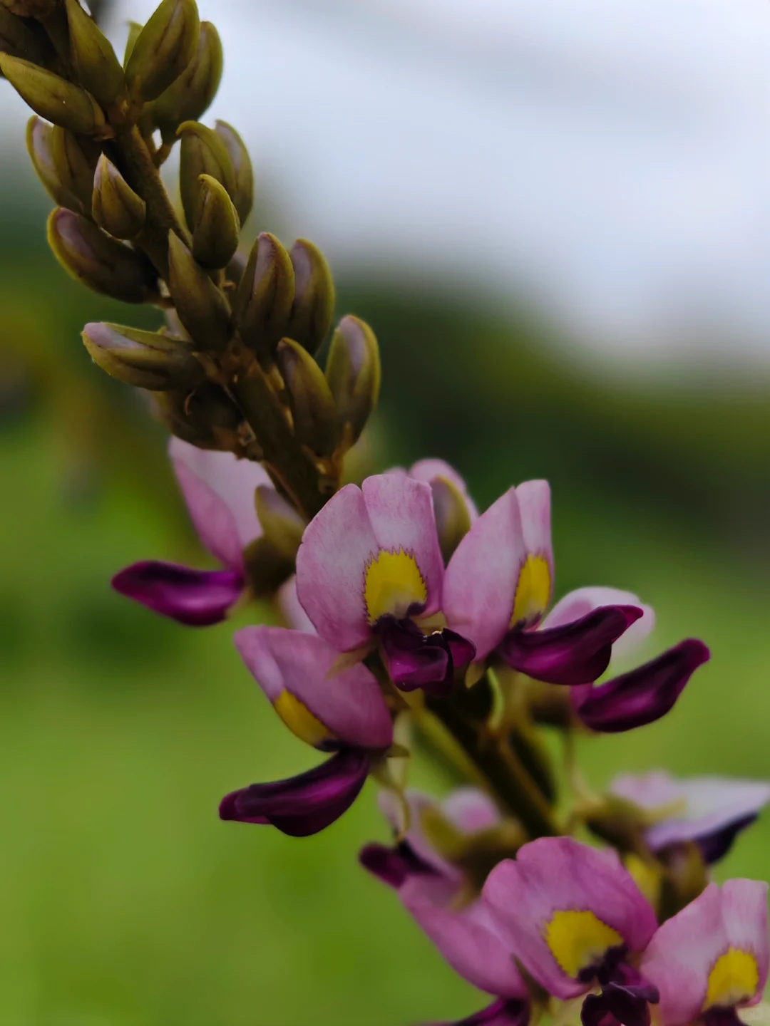 葛花💜