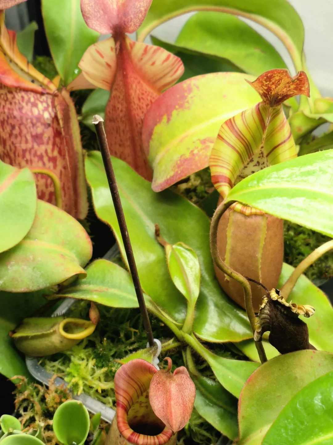 近期植物生长情况