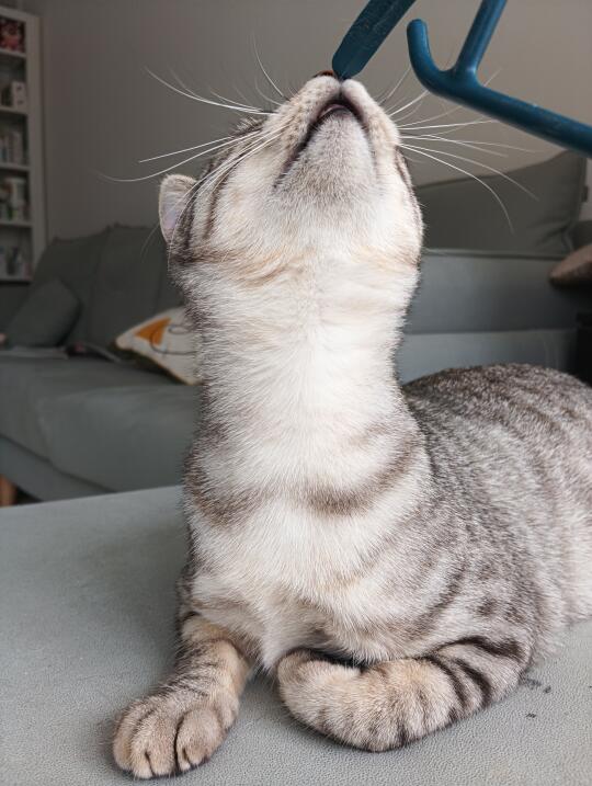 猫猫天鹅颈