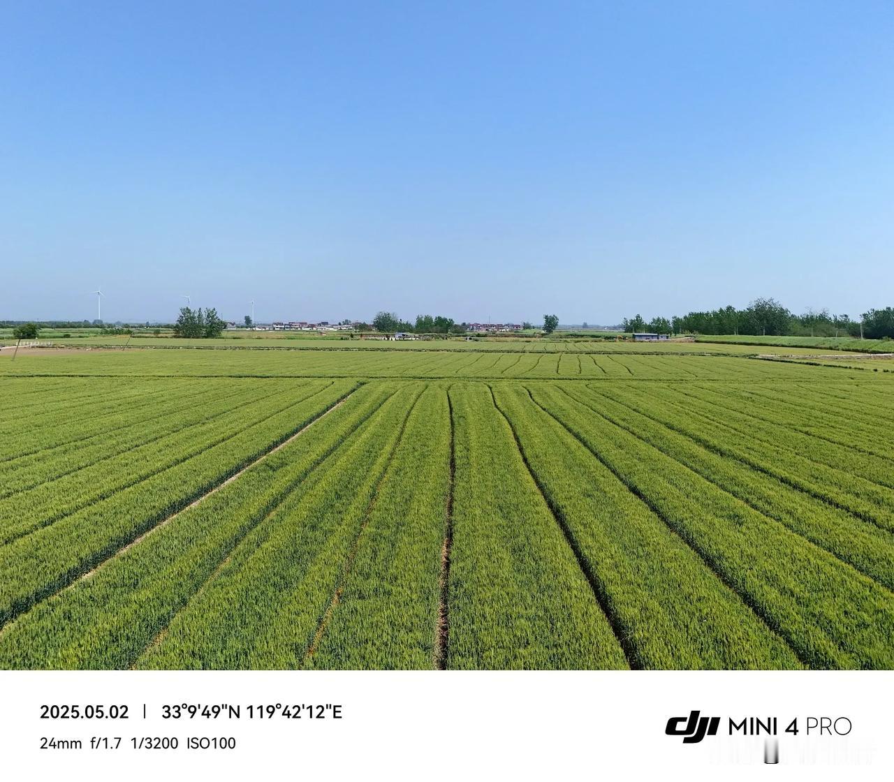 兴化沙沟夏舍的麦田