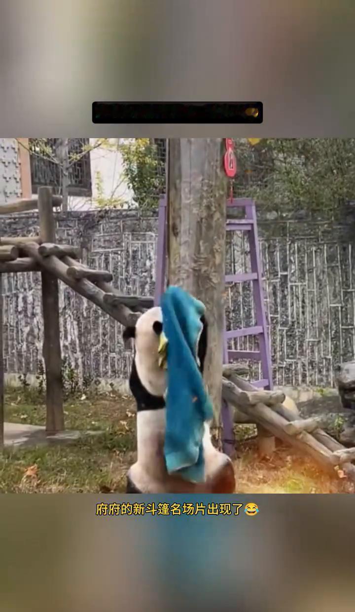 府府穿个斗篷，气场直接干翻T台。
不靠滤镜，不靠修图，一站出来，全场哑火。
别人