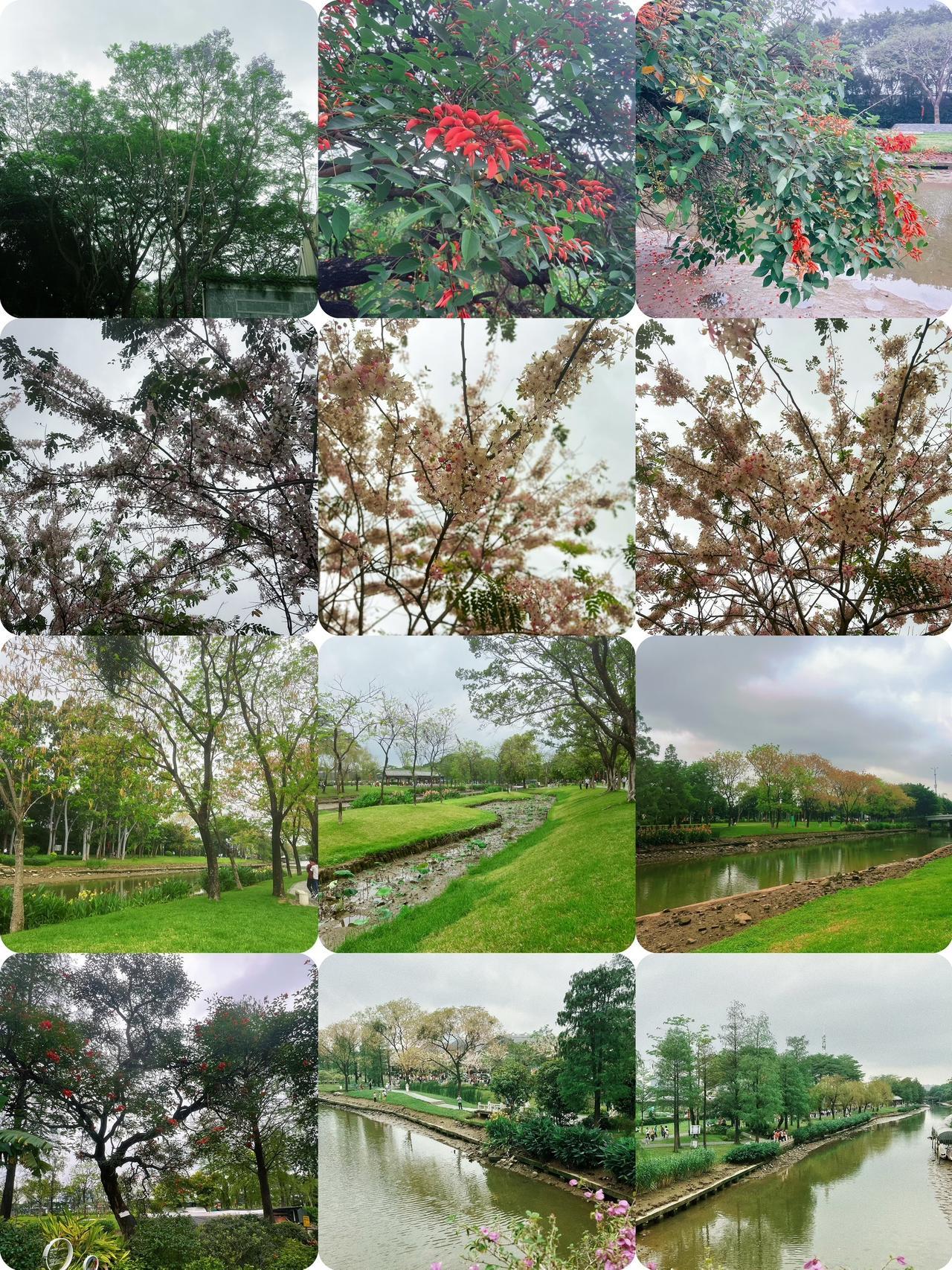 广州大沙河湿地公园｜春日赏花攻略
📍地址：广州荔湾区大沙河湿地公园
🎫门票：